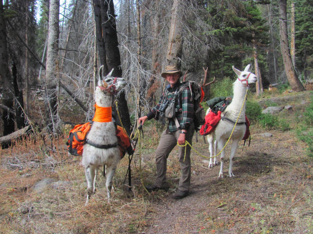 A llama pack-in hunt